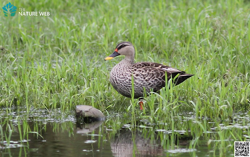 Spot-billed Duck